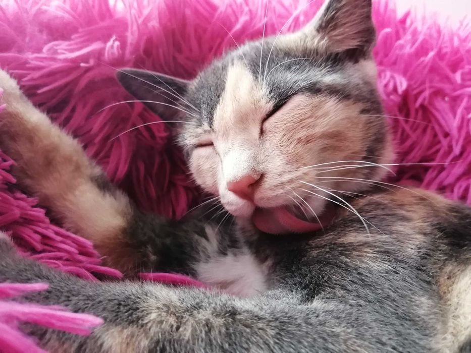 Анатолийские кошки