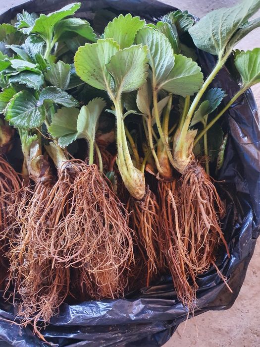 Stoloni Capsuni Albion