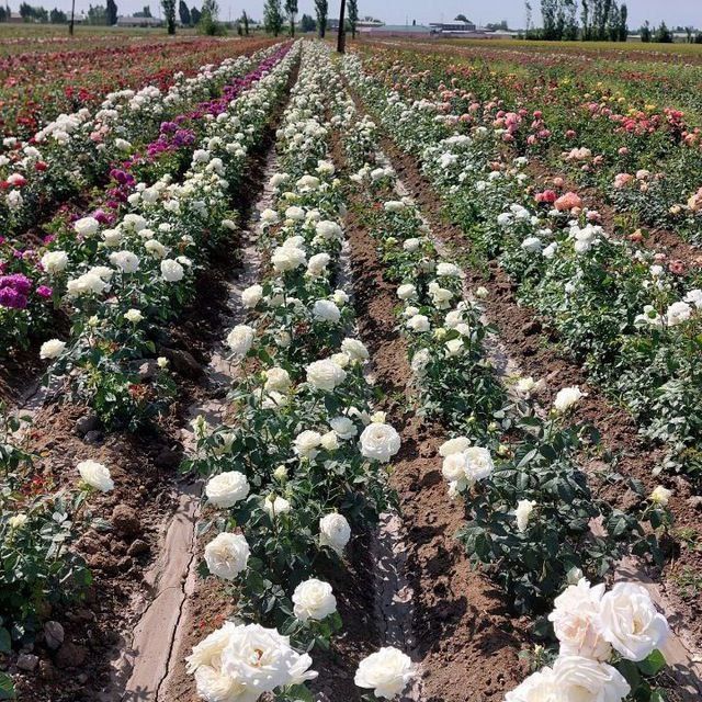 Атиргул кучатлари сотилади