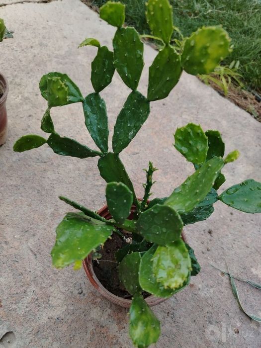 Бразилиопунция (Brasiliopuntia) — 35 см