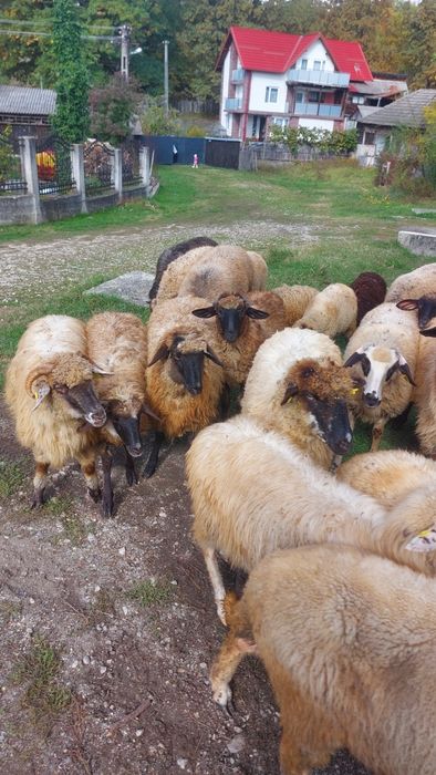 Se vând oi gestante