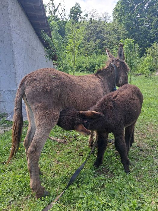 Lapte de măgăriță