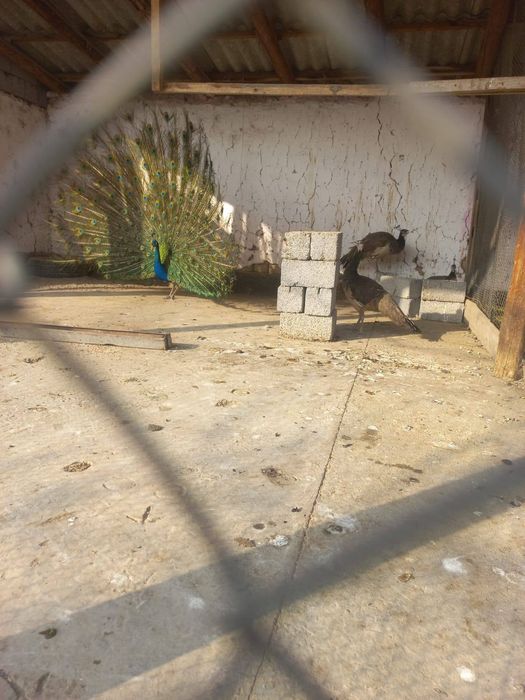 Павлины взрослые