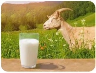 Ешкі сүті сатылады