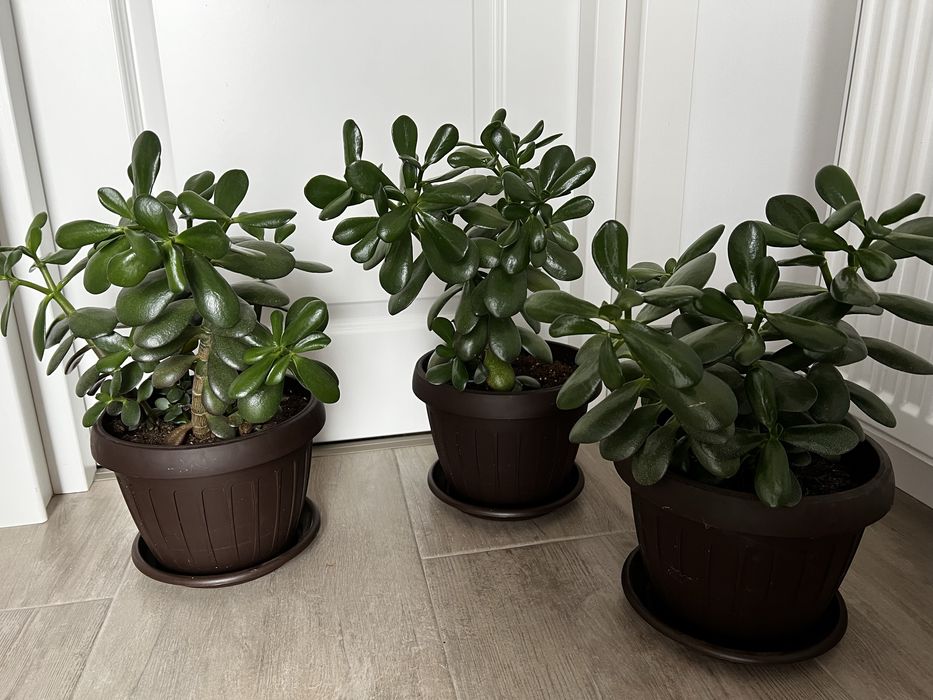 Arbore de jad sau pomul banului…