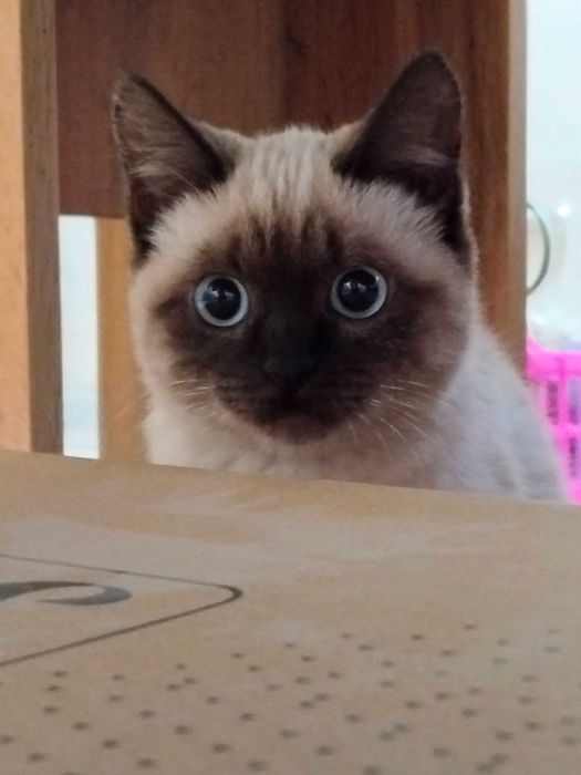 Сиамская кошечка