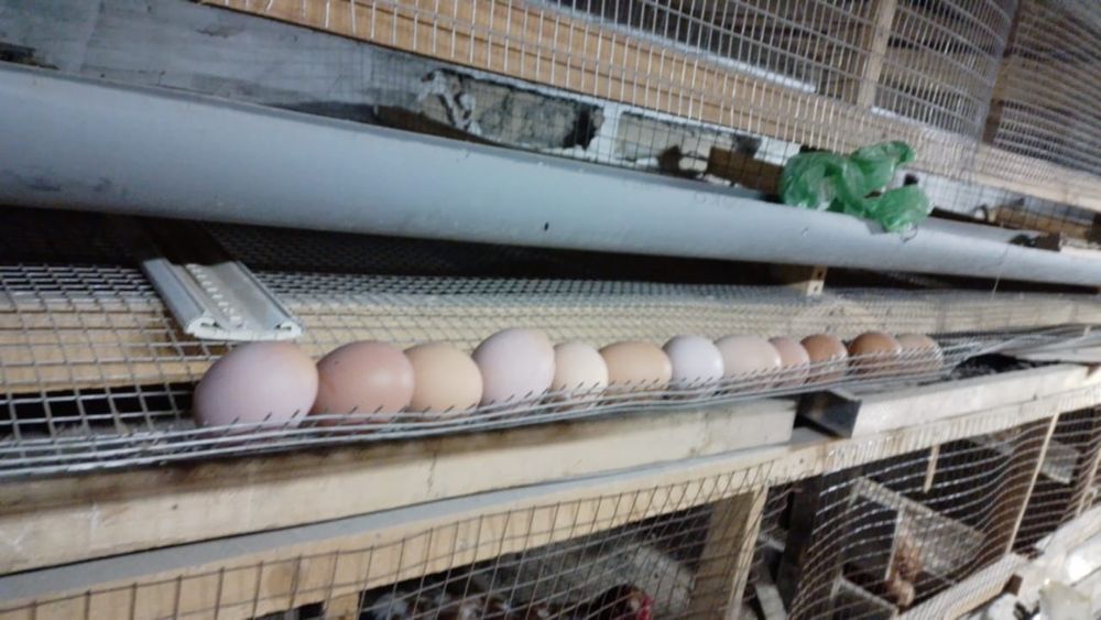 Дача + подсобное хозяйство