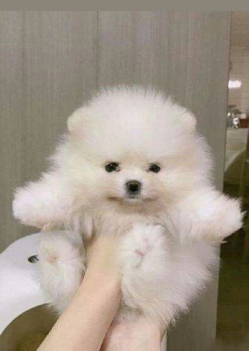 Pomeranian modelul Ursulet, Părinți cu Pedigree, Pasaport