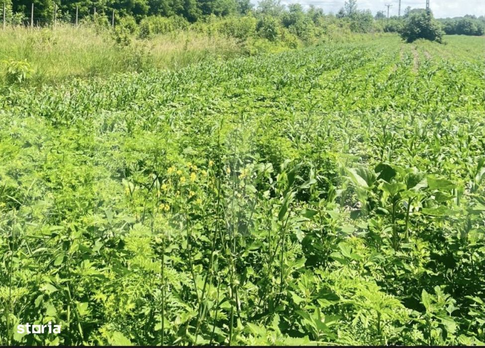 Teren intravilan, 4525 mp, zona Brehuiesti - Botosani