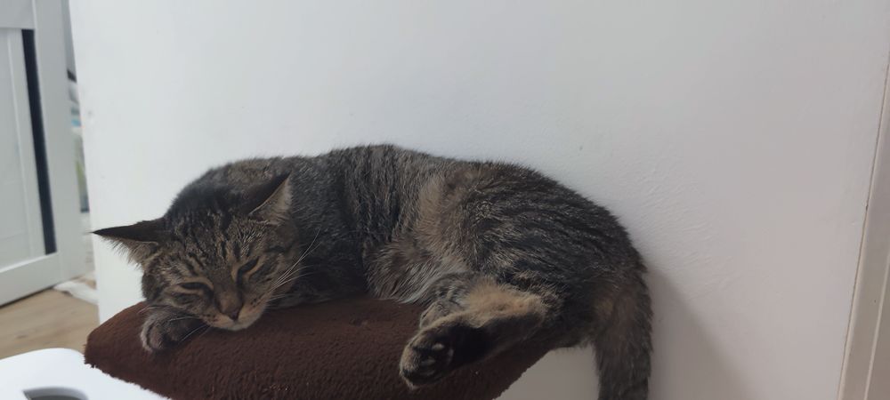 Отдам кошку 3-х лет