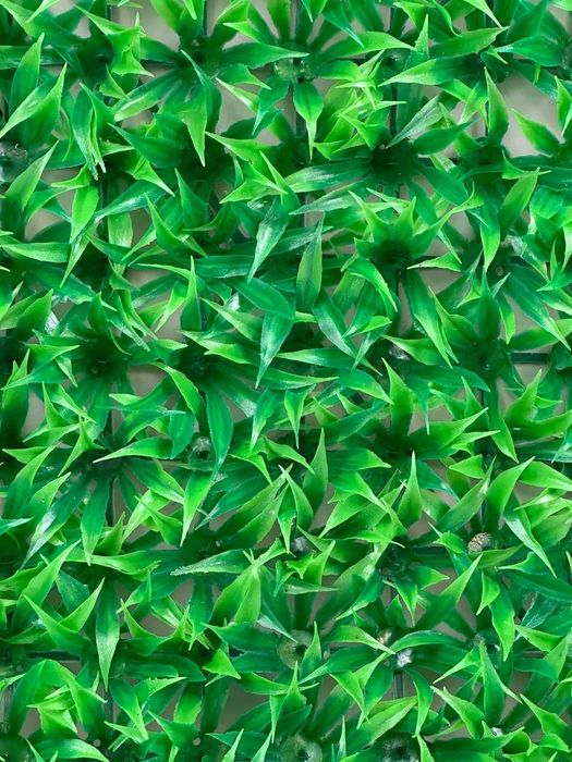 Фитостена 60×40 см — самшит без ухода