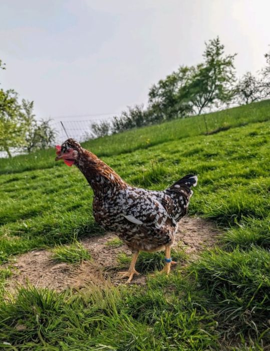 Шведская цветочная