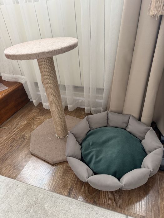 Котенок породистый