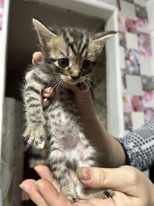 Отдам котят в добрые руки
