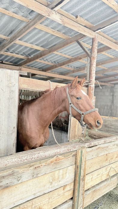 Чистокровный байтал