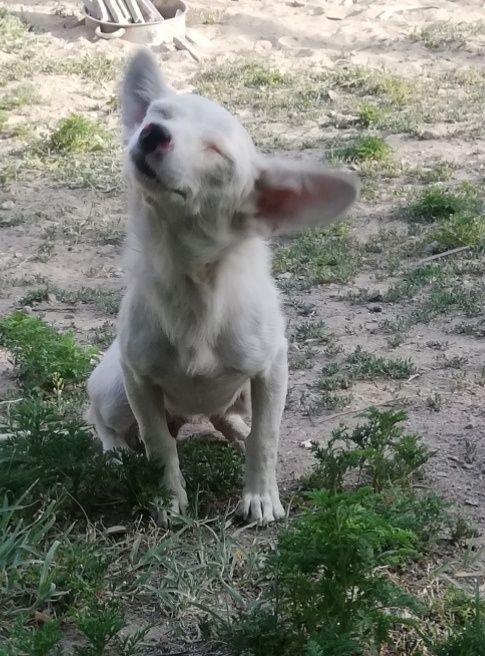 Продам той-терьера