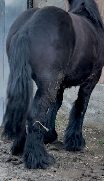 Mânz ardenez negru de vânzare