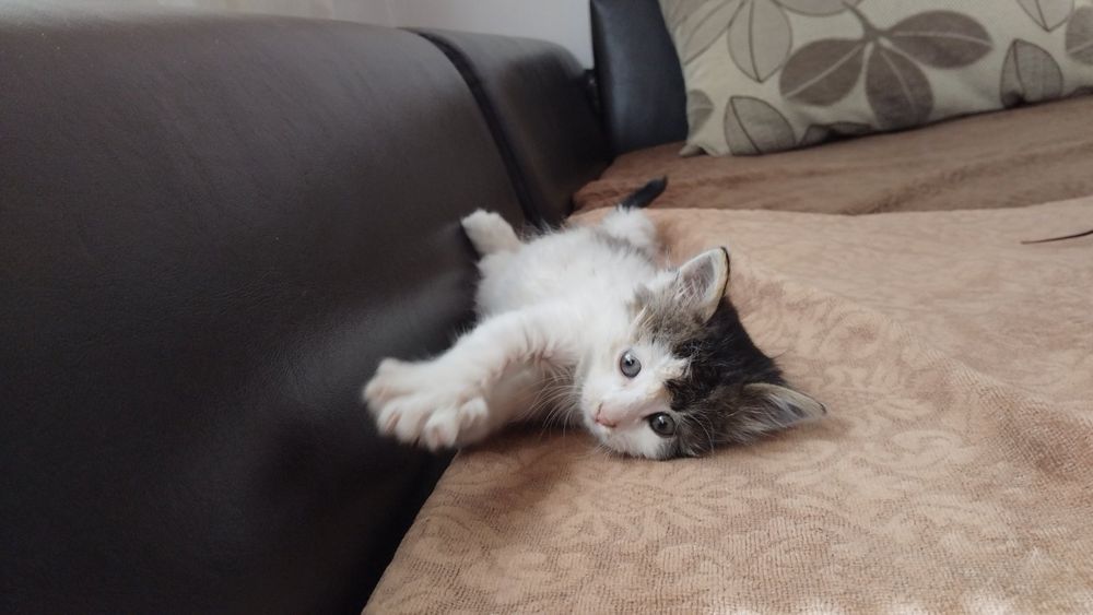 Подарявам женско котенце