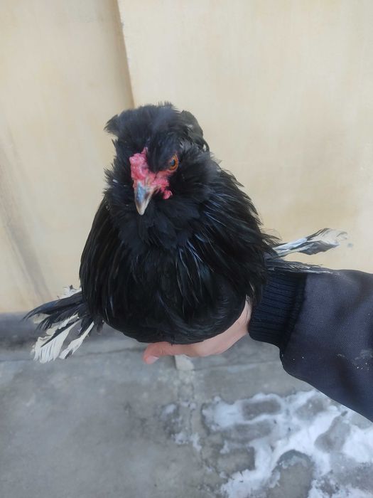 Япон хурози сотилади