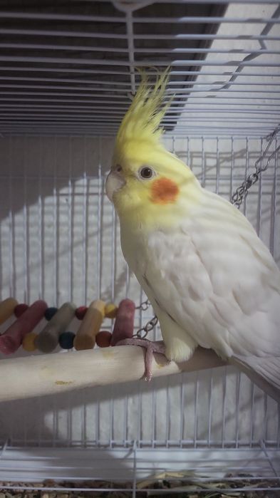 Продаётся корелла