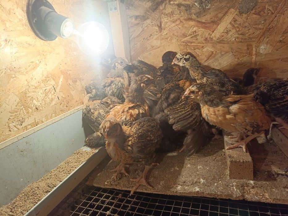 Кучин, ситцевый балапандары