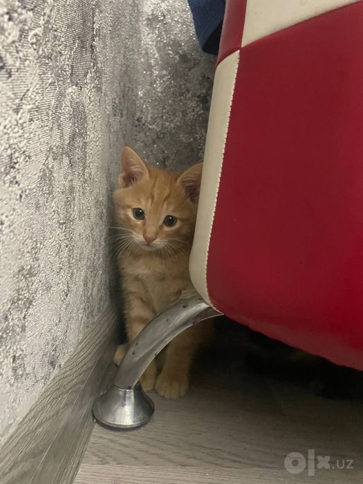 Бесплатно отдам маленьких котят