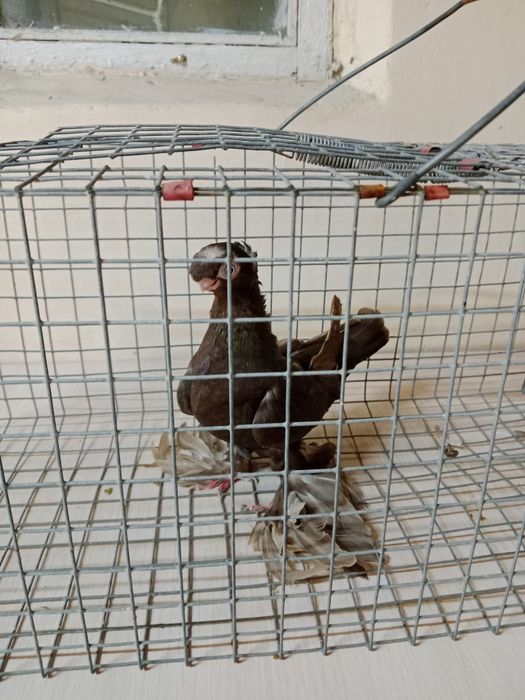 Продам малоносых голубей