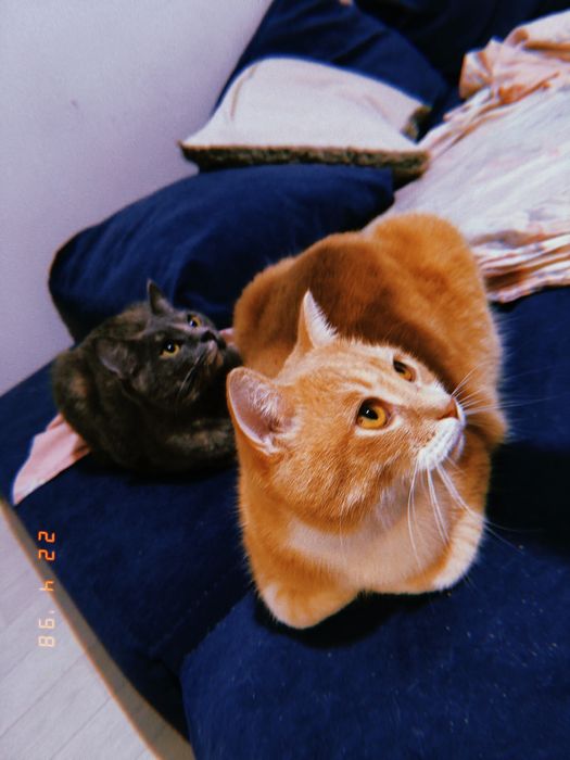 Кошки в добрые руки