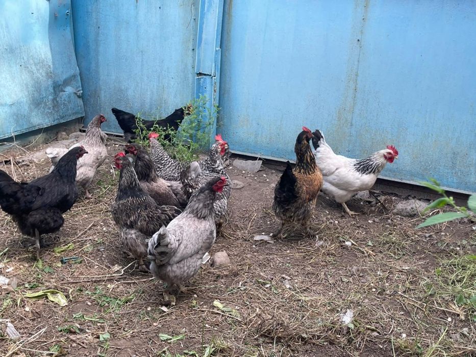 Продам домашних курей