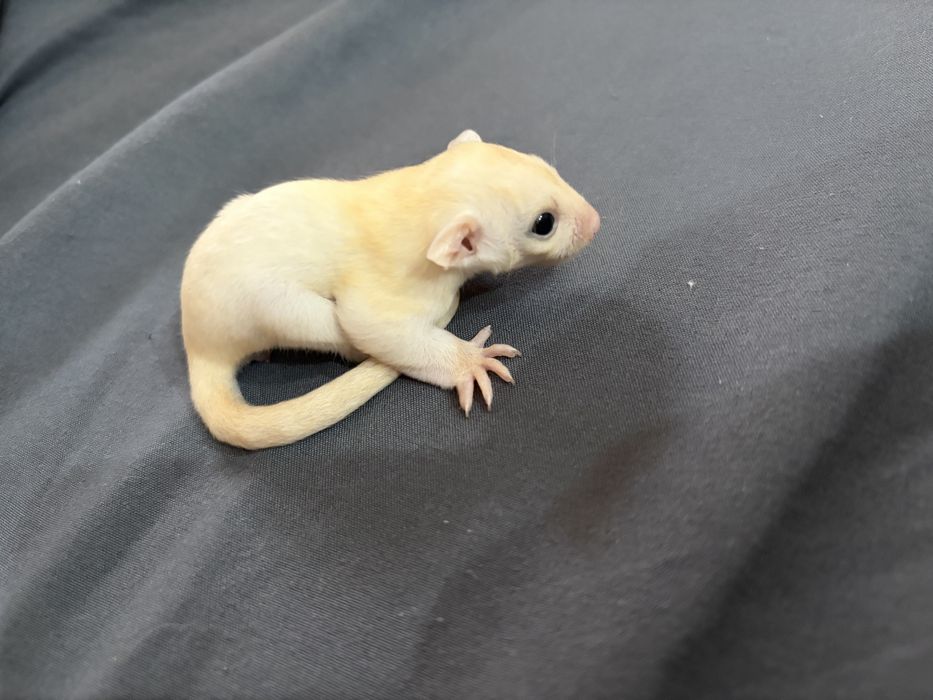 Veverita zburatoare/sugar glider/femela