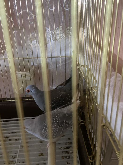 Гарлицы рабочая парочка