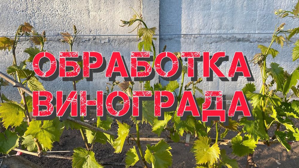 Услуги Садовник, обработка, дворник, разнаробочий, уборка территорий.