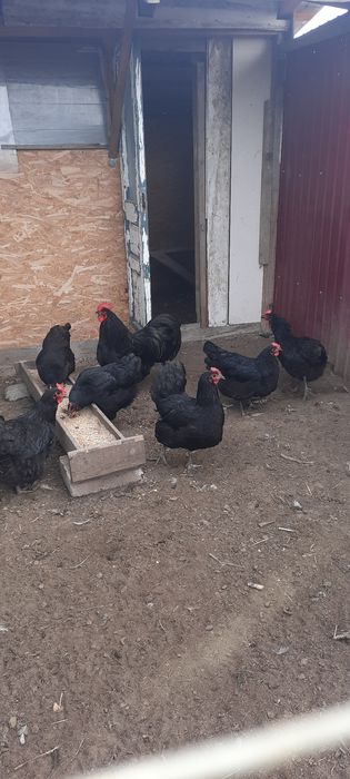 Disponibil pasari ,ouă de incubat și puișori