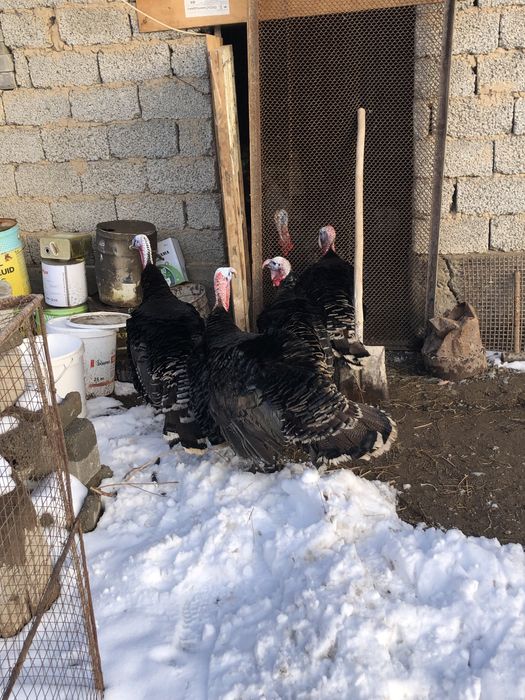 Индюк гибрид сатылады