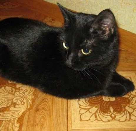 Молодая кошечка в добрые руки!