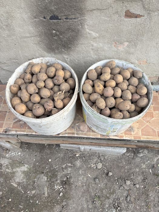 Продам семенную картофель