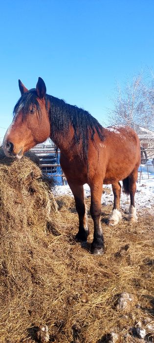 Продам или обмен жеребца