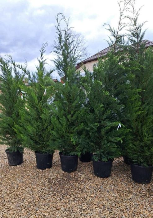 Chiparos leylandii si Tuia Smarald