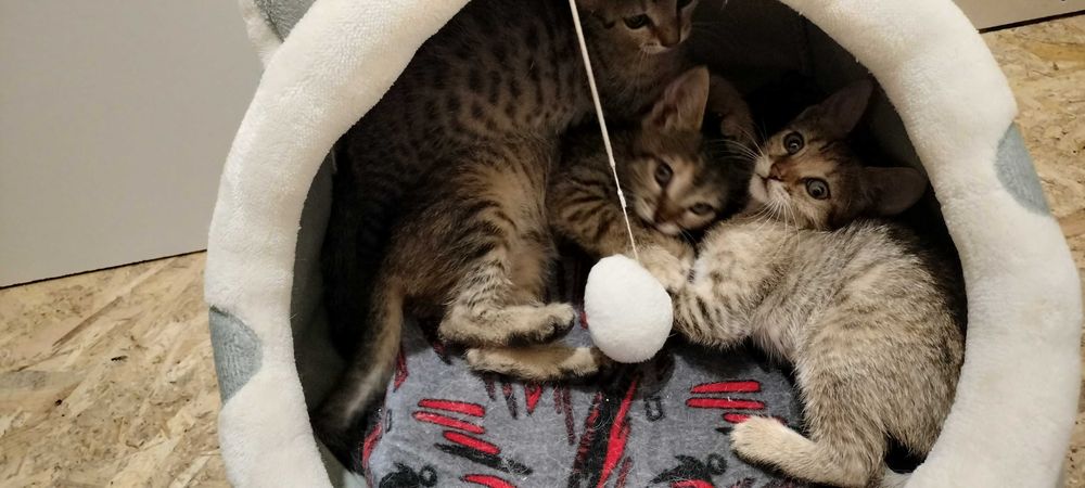 Anunț Adopție Piatra Neamț Puișori Pisică