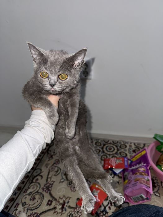 Британский кот,умный хороший