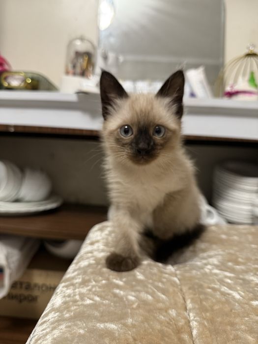 Продам сиамского котёнка.