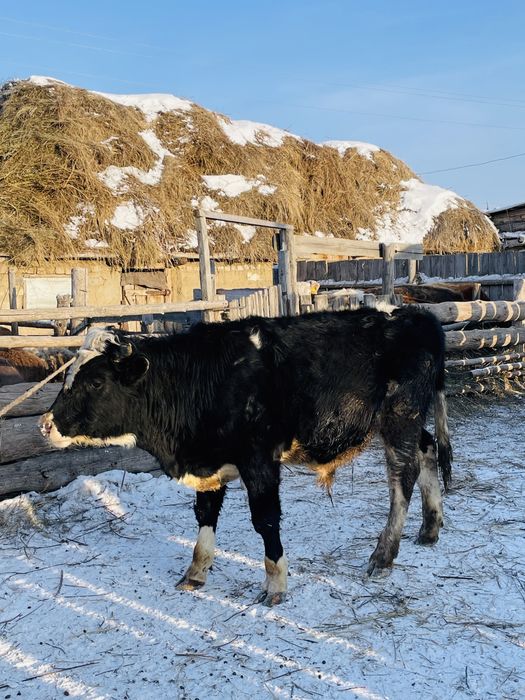 Продается быки.