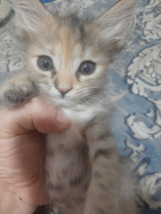 Отдам троих котят в хорошие добрые руки БЕСПЛАТНО