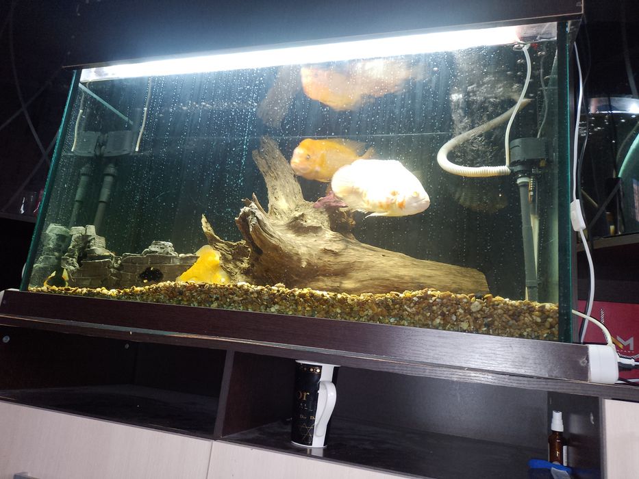 Американские цыхлиды