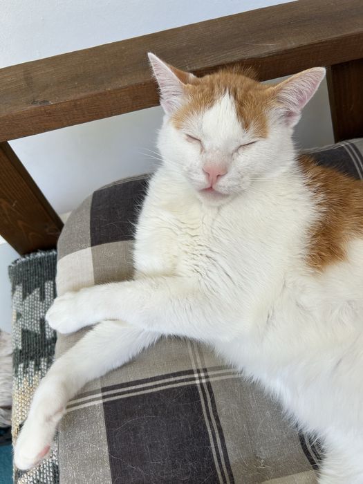 Pet sitter -pisici si caini