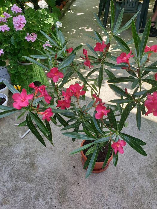 Олеандър Зокум Лян / Nerium oleander,
