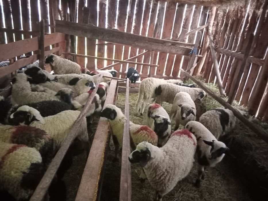 Vând miei pentru sacrificat