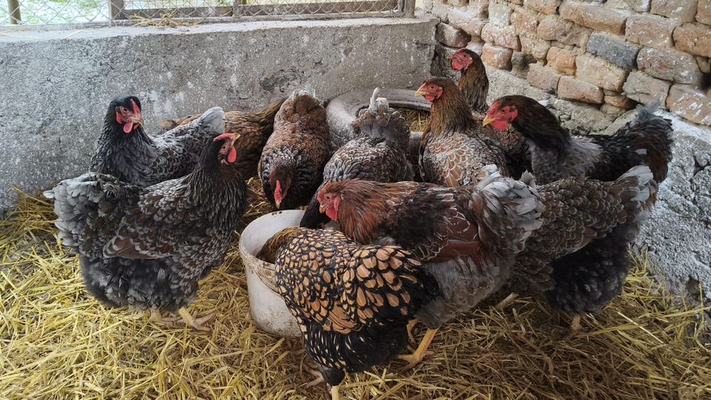 Wyandotte auriu albastru