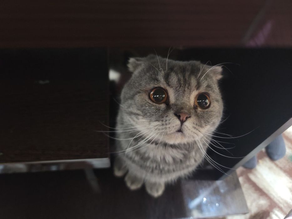 Предлагается кот на вязку