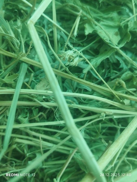 Сена, Жонышка таза